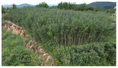 The quality difference in five oolong tea accessions under different planting management patterns in south Fujian of China